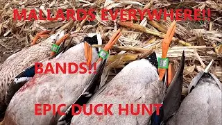 So Many Mallard Bands! LIMITS on Last Day of Duck Season