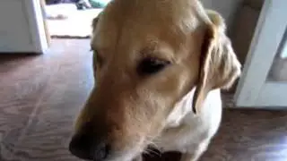 Dog Eating Banana