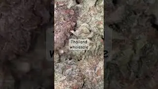 #bangkok #bud #farm #pattaya #thailand #exotic #plug #sale #wholesale