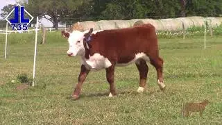 Lot 11 - DBLL JR 6011 FUZZY 735 ET