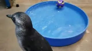 Chick Flick: Episode 4: Purple Pink Preps for First Swim