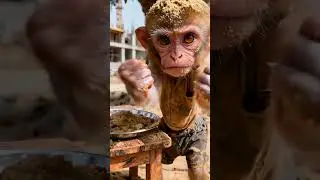 He Neglected Monkey l But a Heart of Gold #monkeystory #animation #3danimation #bengalicartoon