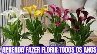 CALLA: O GUIA COMPLETO de CULTIVO, floração e DORMÊNCIA | Copo-de-Leite