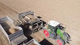 Harvesting Onions