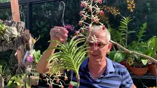 How I care for my Vanda lamellata var. boxallii