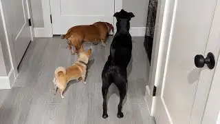 Dogs Wait At The Door Everyday For Their Owners To Come Home From Work.