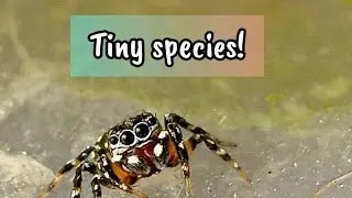 A ''Tiny species of rare jumping spider''.