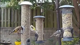 Goldfinches and a coal tit bird on the garden bird feeder #birds #birdvideography #finches