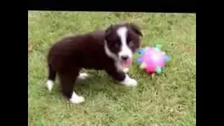 Filhotes de Border Collie - Ninhada Zuca x Flash Brown - 30 dias