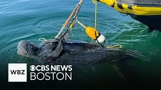 Sea turtle rescued on Cape Cod