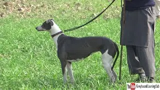 Meet blue, lovely blue greyhound with amazing white marking