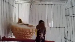 Saka Kanarya Melezleme