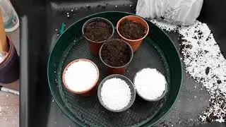 Sacro Garden Project: Potting up bare root Agapanthus in winter