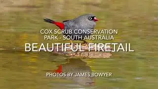 Beautiful Firetail Finch, bird at Cox Scrub Conservation Park, South Australia 
