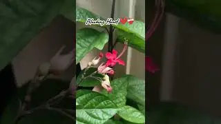 🥀 Bleeding Heart Flowers 🥀 #garden #ytviral #trending #plants #flowers #viral #heart #shorts #feed