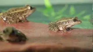 Lost and Found Frog
