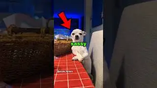 Эти собаки слишком ДЕРЗКИЕ 🐶#собака #животное #дерзкий