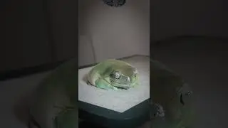 DUMPY, what's it like to be a HUGE Tree Frog?