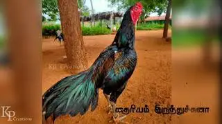 sandaiseval status video || kp creations