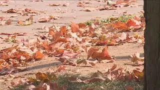 Indiana's fall foliage peak poised for later arrival in 2025