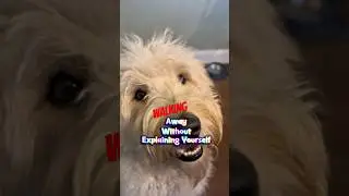 POV: Your Dog Overreacts To You Standing Up.🤣 #dog #goldendoodle #pets