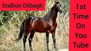 Dilbagh Rania दिलबाग- All india famous stallion - Owner Amandeep Singh gill 9815000303/9803239625