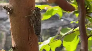 ツクツクボウシの鳴き声