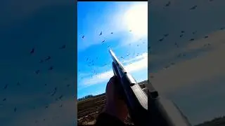 охота на гусей отличное короткометражное видео об охоте geese hunting great short hunting video