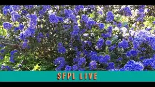 Presentation: Shrubberies, Wind Screens and Ground Covers