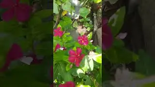 ladies finger #vegetables in my garden #mint #drum stick plant #flowers #subscribe 👍 dara karuna