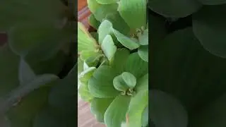 kitchen Garden vs Vegetable Garden The Ultimate#gardening 💚