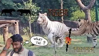 I Confronted a Tiger at the Zoo | ##WildlifeAction  #zootrip #tigervstiger