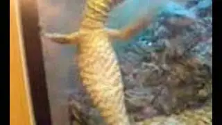 Drunk Lizard