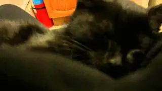 Moses the purrbaby