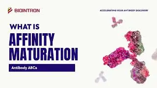 Antibody ABCs: What is Affinity Maturation?