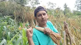 Y Se Llegó El Tiempo de Doblar La Milpa ( Video Del Album Anterior ) [Ep166] 