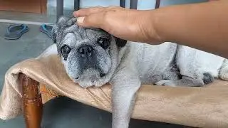 16 years old blind pug || Recognizes his father by smell &hearts;️