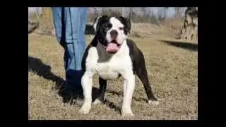 www.evolutionbulldogges.com Animal 8 months