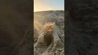This Cat Got Turned Into a Pharaoh Statue 😂