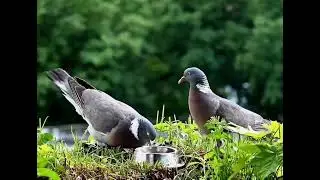 TIERE - Ringeltaube - Tauber balzt, Liebste bleibt unbeeindruckt