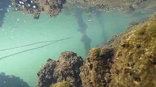 [GoPro HERO7]水中をビデオ撮影(その1)