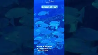 School of Fish ! #dubaiaquariumandunderwaterzoo #dubaimall #shorts #shortsviral #joelsoutlet