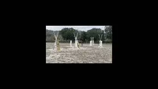 Rafter One &ldquo;Raif&rdquo; compilation