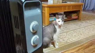 Cats Love Heaters Joy Pebble Oil Radiator Heater