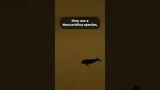 Mysterious Black Rose Shrimp for Halloween - Spooky Additions to Your Aquarium Pt. 5