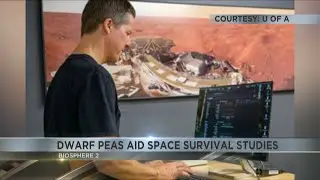 Dwarf peas aid space survival studies at U of A's Biosphere 2