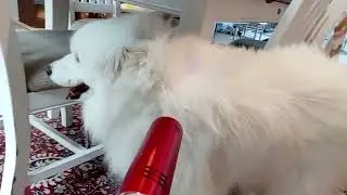 Senior Samoyed enjoying the iTeracare device.