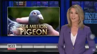 Campaign pigeon sold for 1.4 million Dollars