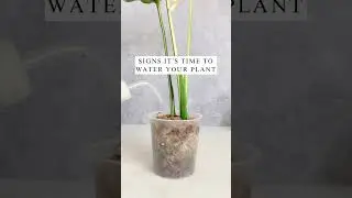 7 SIGNS IT&rsquo;S TIME TO WATER YOUR PLANTS 💦  #planttips  #houseplants  #plantcare