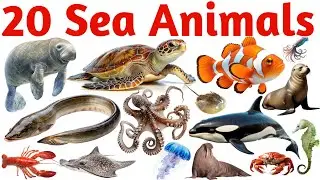 20 Sea Animals Names for Kids | English Vocabulary Learning Video for Toddlers and Preschoolers